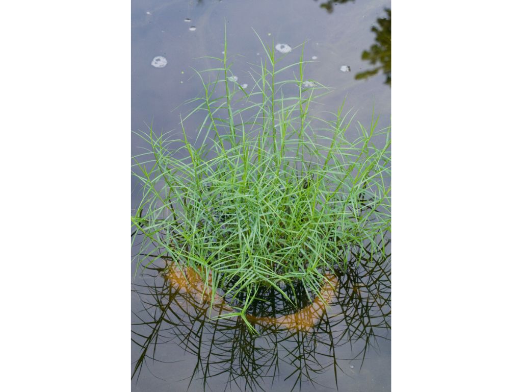 Okrasné trávy Ostrica muskingumenská 'Little Midge' (8)
