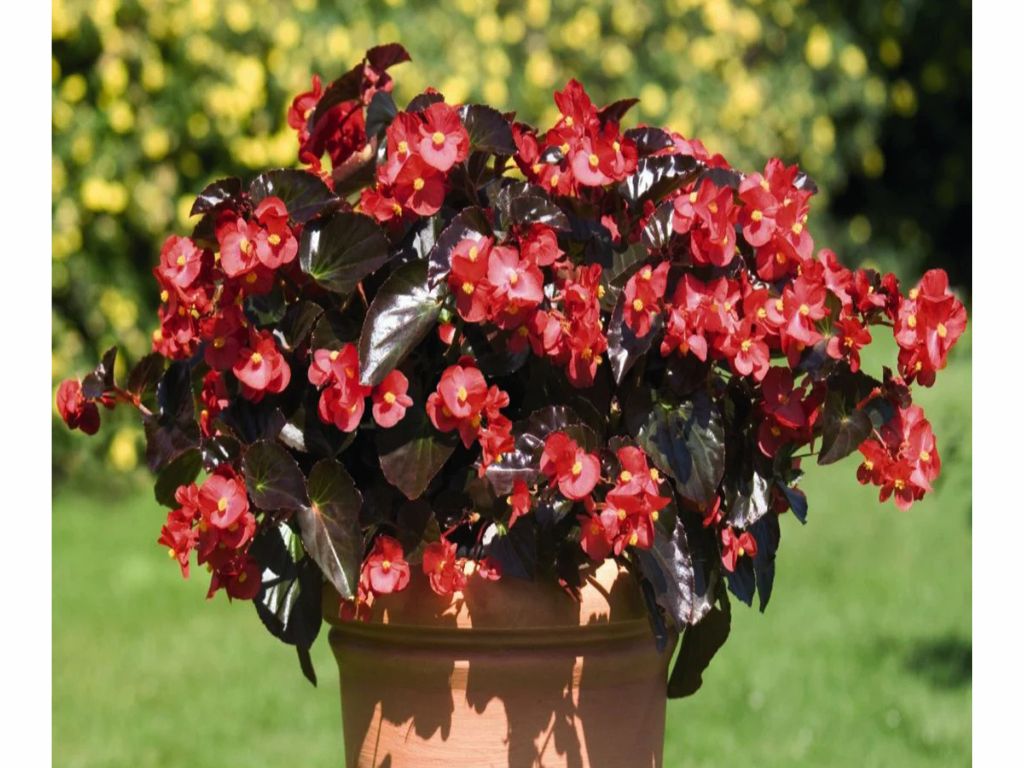 Letničky a balkónové kvety Begónia Big Deluxe Red Bronze Leaf