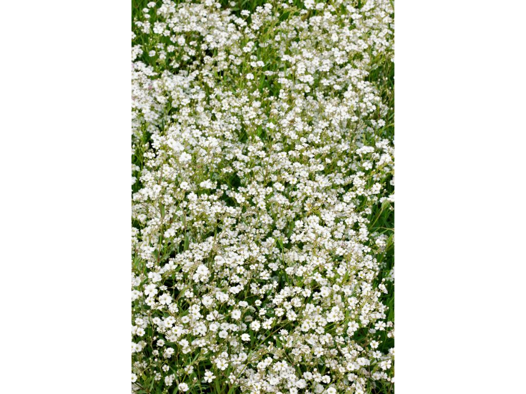 Trvalky Gypsomilka White Angel(2)