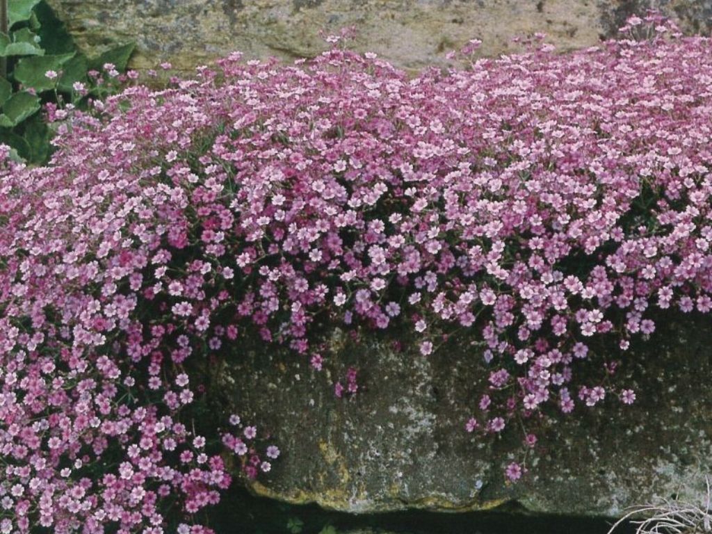 Trvalky Gypsomilka Rosea