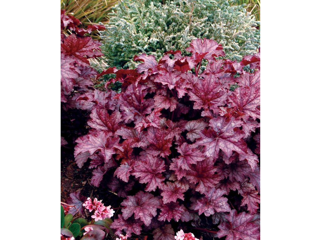 Trvalky Heuchera Amethyst Myst(3)