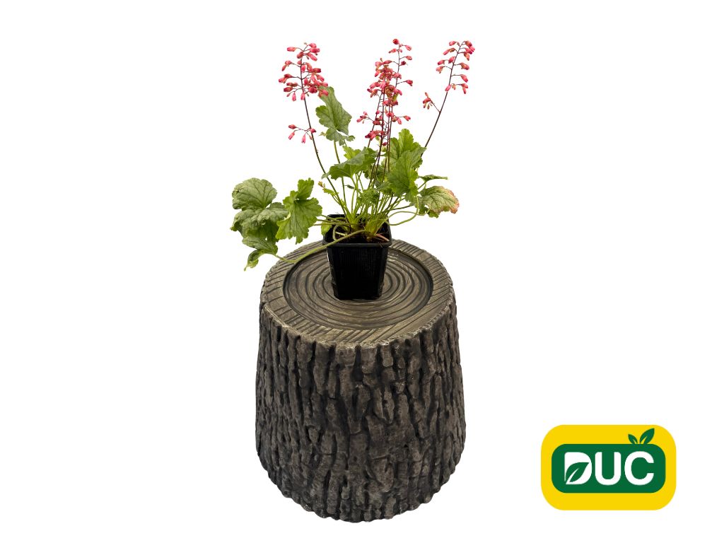 Trvalky Heuchera Mint Marquess(2)