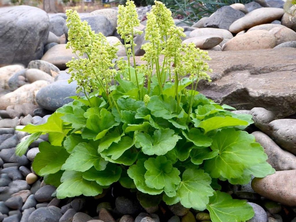 Trvalky Heuchera Blondie in Lime(1)
