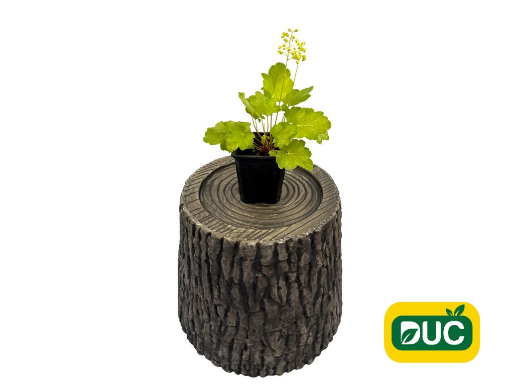 Trvalky Heuchera Blondie in Lime(2)