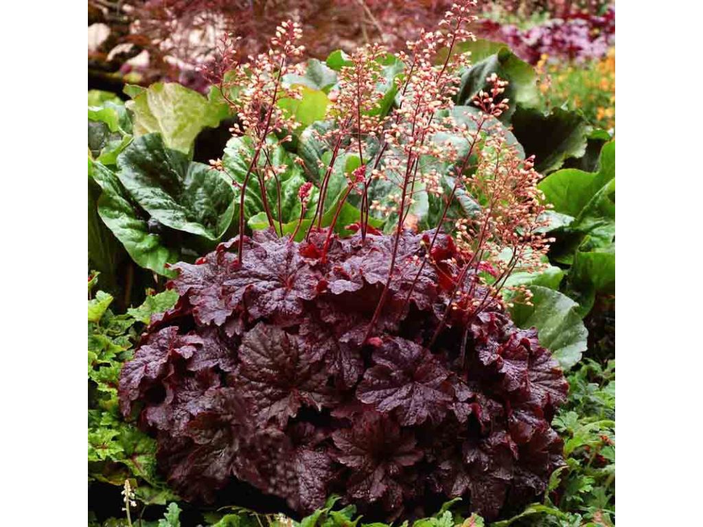 Trvalky Heuchera Cajun Fire(4)