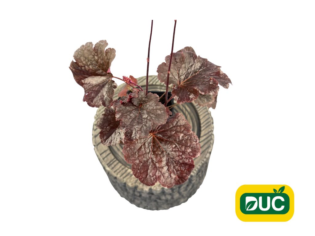 Trvalky Heuchera Cajun Fire(5)