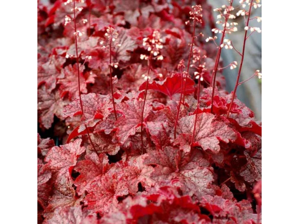 Trvalky Heuchera Cajun Fire(3)