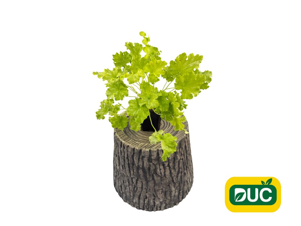 Trvalky Heuchera Dolce Apple Twist(2)