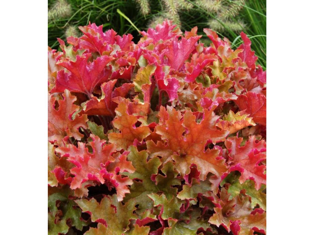 Trvalky Heuchera Heuchera Marmalade(4)