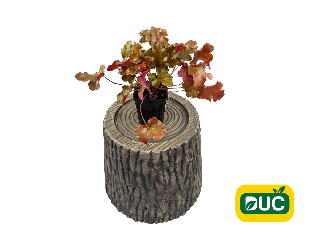 Trvalky Heuchera Heuchera Marmalade(6)