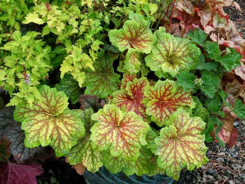 Trvalky Heuchera Red Lightning(2)