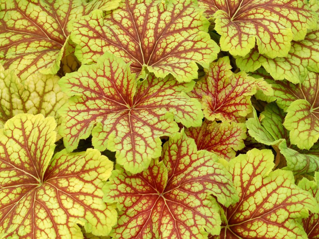 Trvalky Heuchera Red Lightning(1)