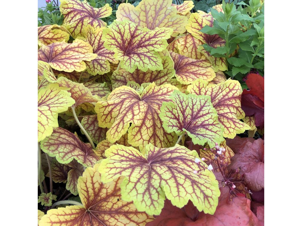 Trvalky Heuchera Red Lightning