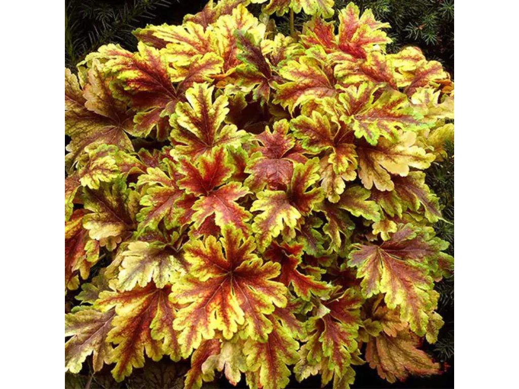 Trvalky Heucherella Gold Zebra (1)