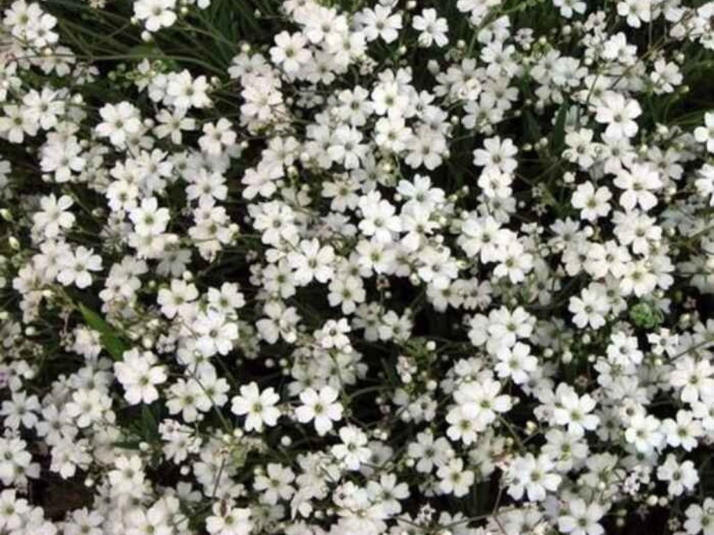Trvalky Gypsomilka White