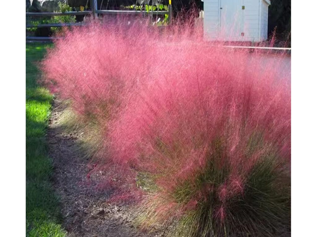 Okrasné trávy Muhlenbergia capillaris RubyMuhlenbergia capillaris Ruby(3)