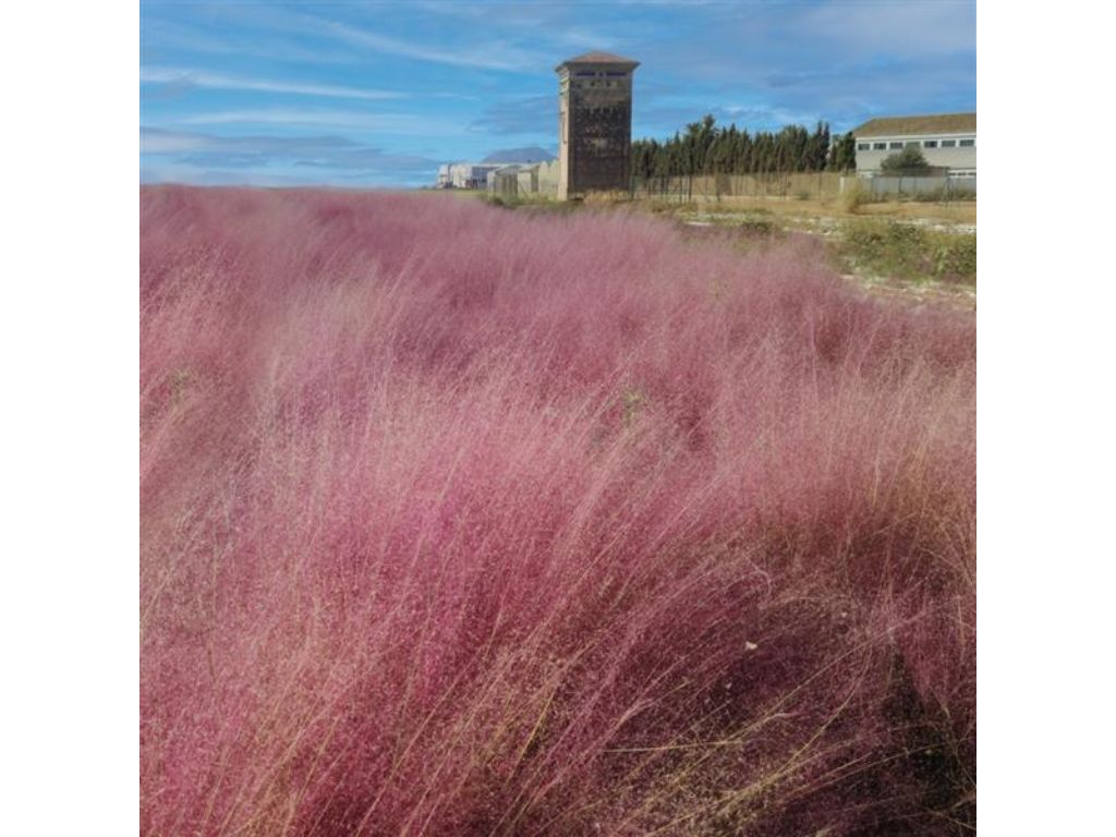 Okrasné trávy Muhlenbergia capillaris RubyMuhlenbergia capillaris Ruby(1)