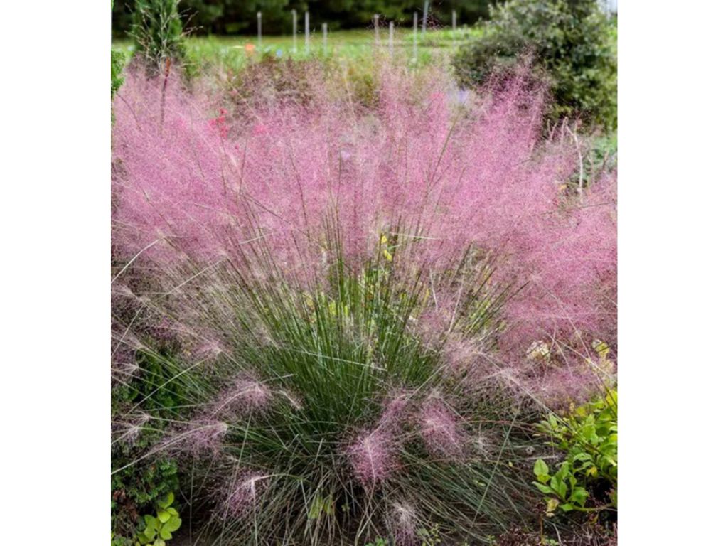 Okrasné trávy Muhlenbergia capillaris RubyMuhlenbergia capillaris Ruby(4)