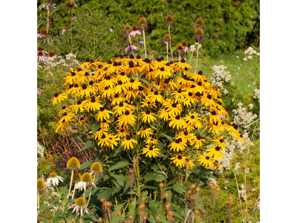 Trvalky Rudbekia Goldsturm(1)