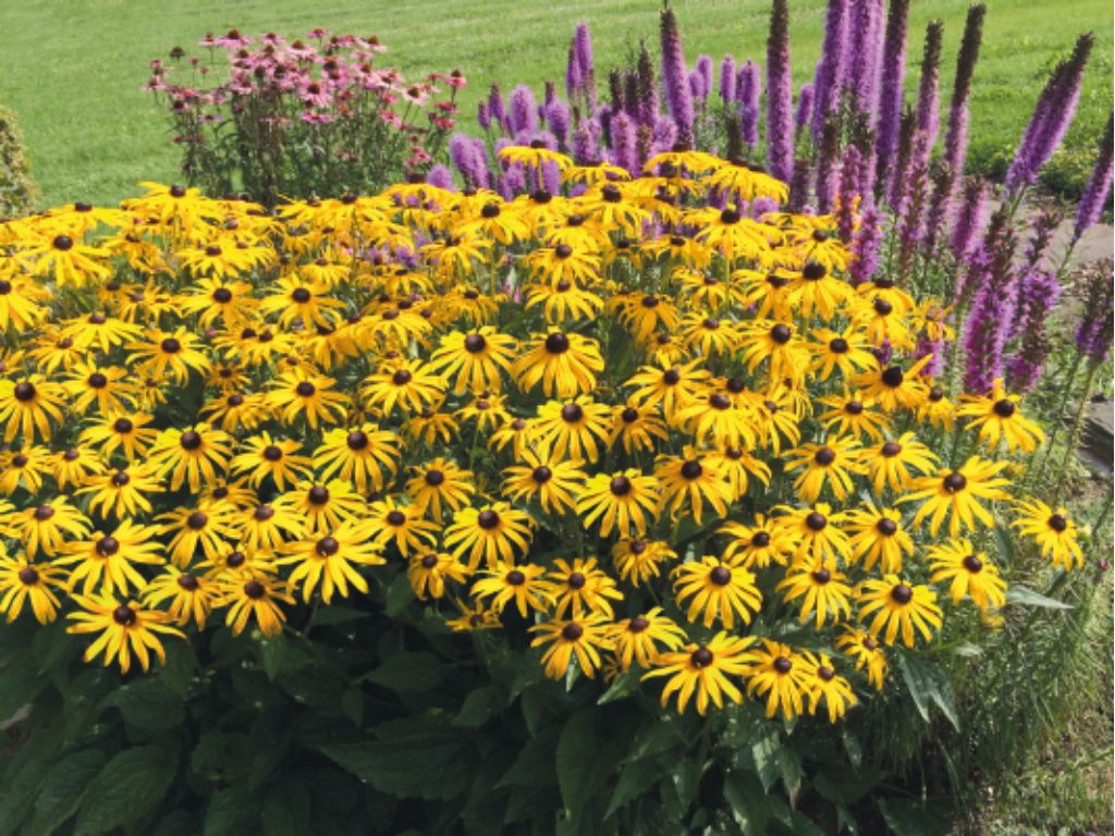 Trvalky Rudbekia Goldsturm