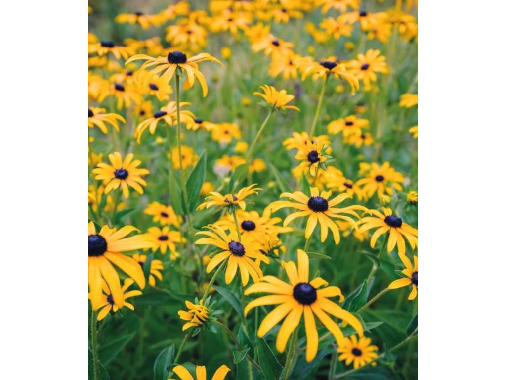 Trvalky Rudbekia Goldsturm(3)