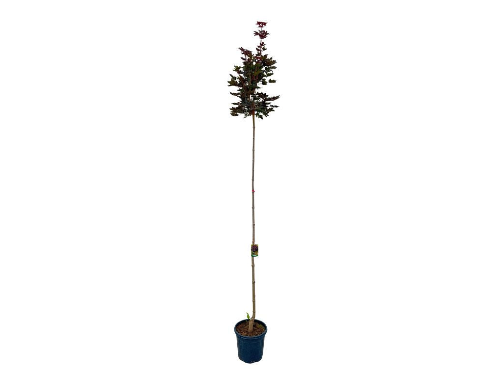 Dreviny na kmienku Javor mliečny Purple Globe na 200 220cm kmienku(8)