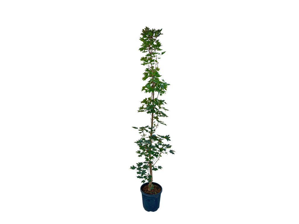 Okrasné stromy Javor mliečny Crimson Sentry rozvetvený 200 230 cm(5)