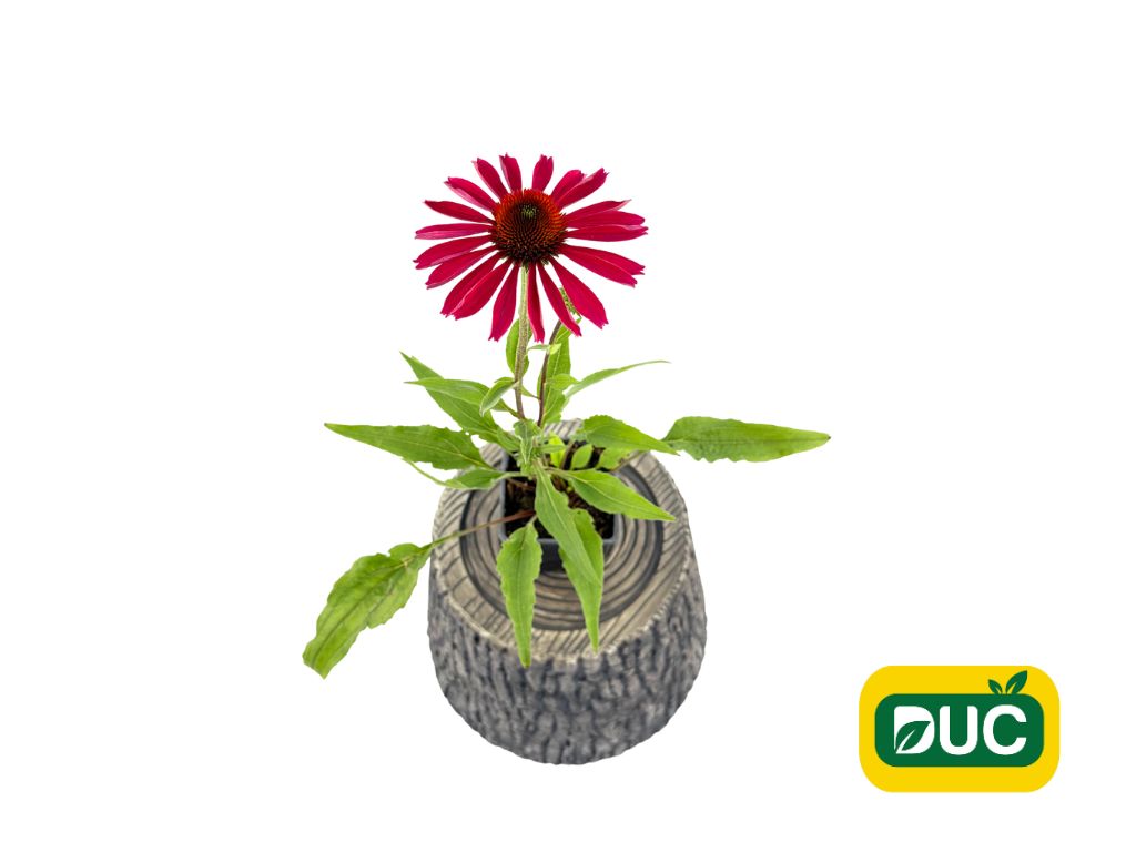 Trvalky Echinacea purpurová Kismet Raspberry(1)