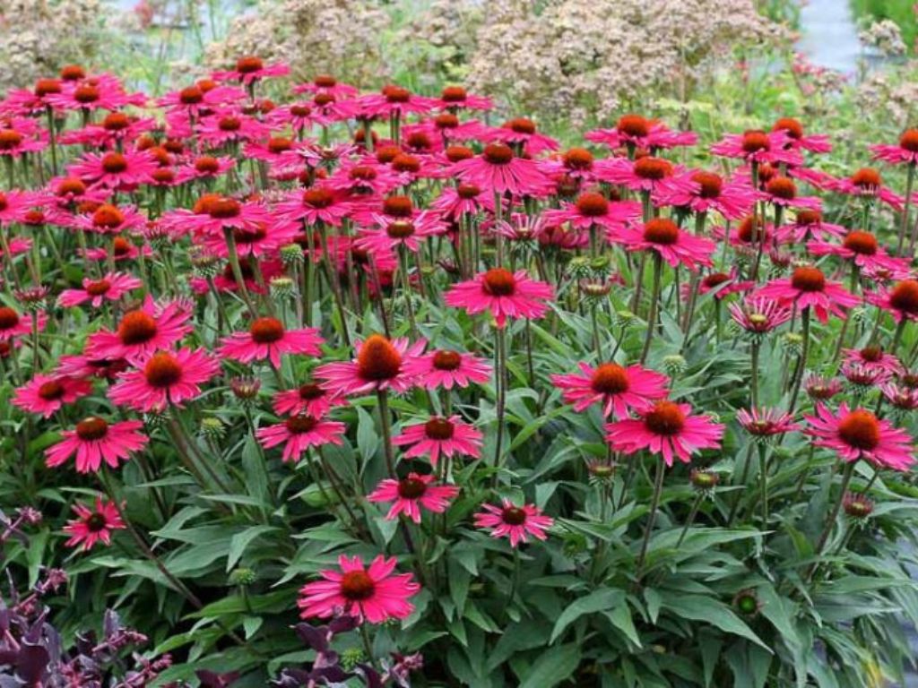Trvalky Echinacea purpurová Kismet Raspberry(3)