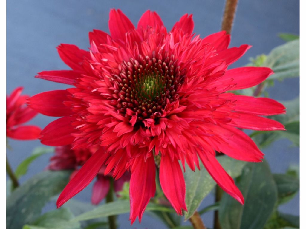 Trvalky Echinacea purpurová Sunny Days Ruby(1)