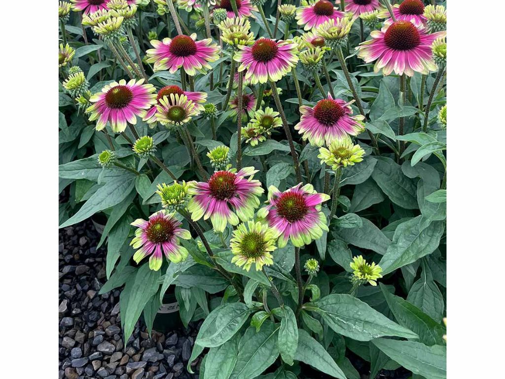 Trvalky Echinacea purpurová 'Sweet Sandia'(1)