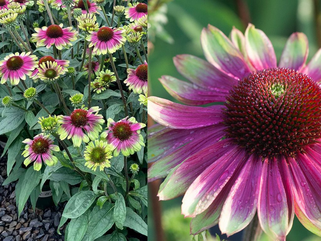 Trvalky Echinacea purpurová 'Sweet Sandia'
