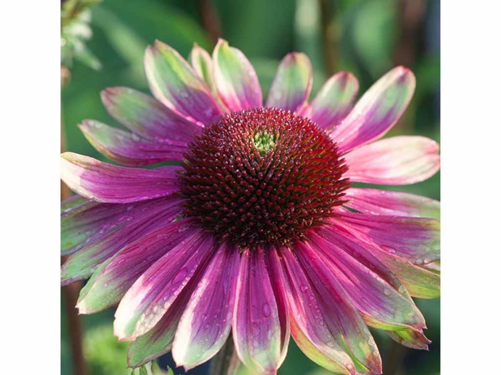 Trvalky Echinacea purpurová 'Sweet Sandia'(2)