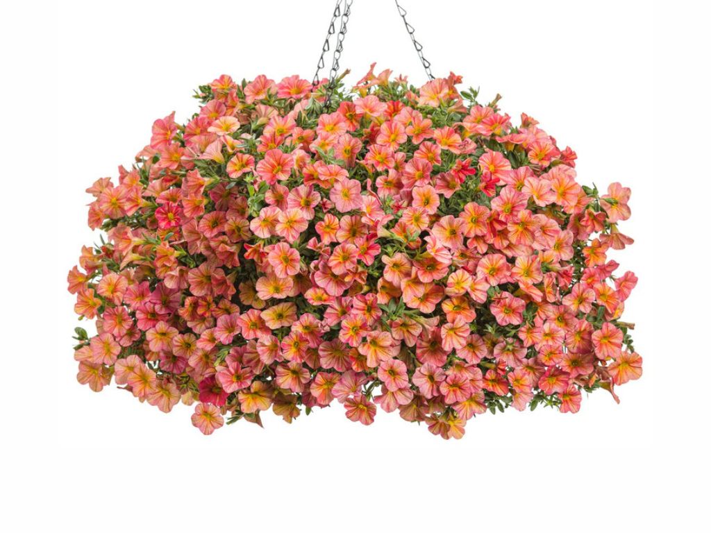 Letničky a balkónové kvety Minipetúnia Million Bells Unique Tropical Sunrise(2)