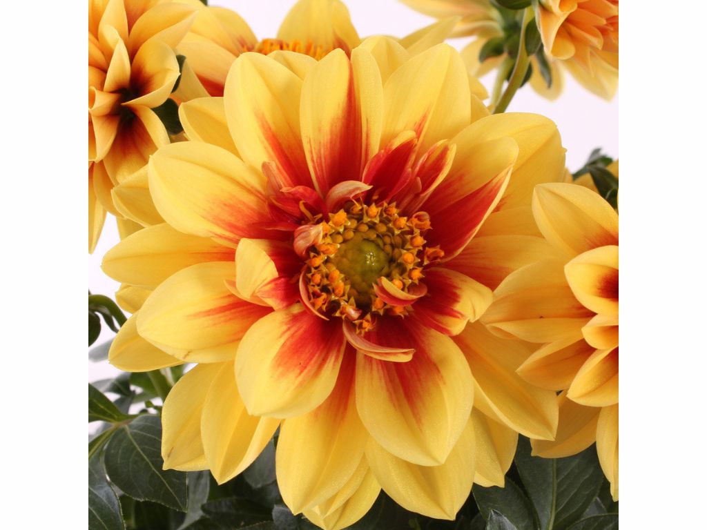 Letničky a balkónové kvety Georgína Labella Medio Fun Golden Eye(1)