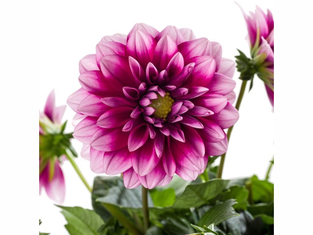 Letničky a balkónové kvety Dahlia 'LaBella Medio Fun Pink Blush'(1)
