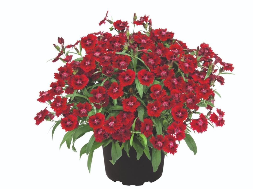 Letničky a balkónové kvety Klinček Summer Diamonds Little Red