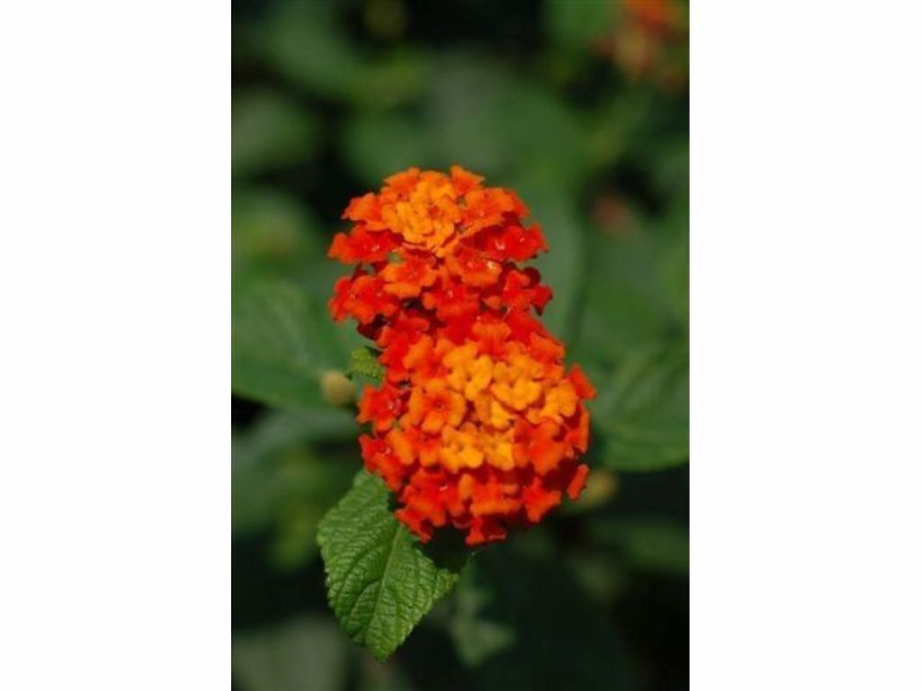 Letničky a balkónové kvety Lantana Calippo Red(1)