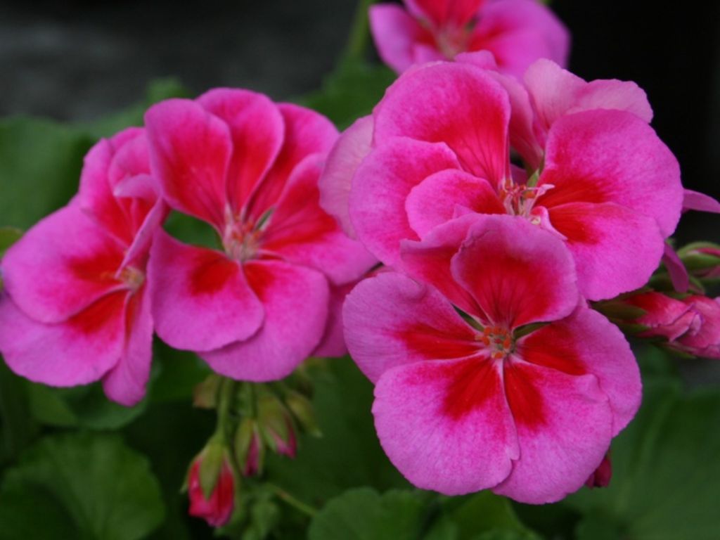 Letničky a balkónové kvety Muškát vzpriamený Flower Fairy Violet(3)