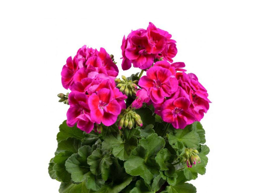 Letničky a balkónové kvety Muškát vzpriamený Flower Fairy Violet(4)