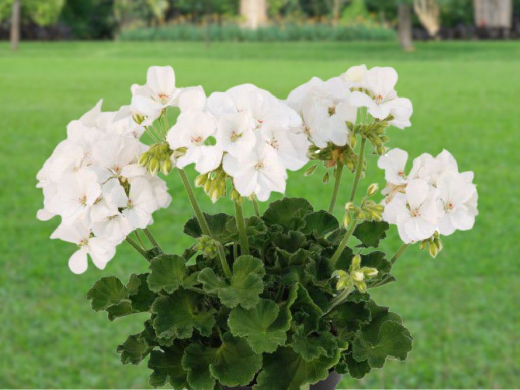 Letničky a balkónové kvety Muškát vzpriamený Piz Blanc