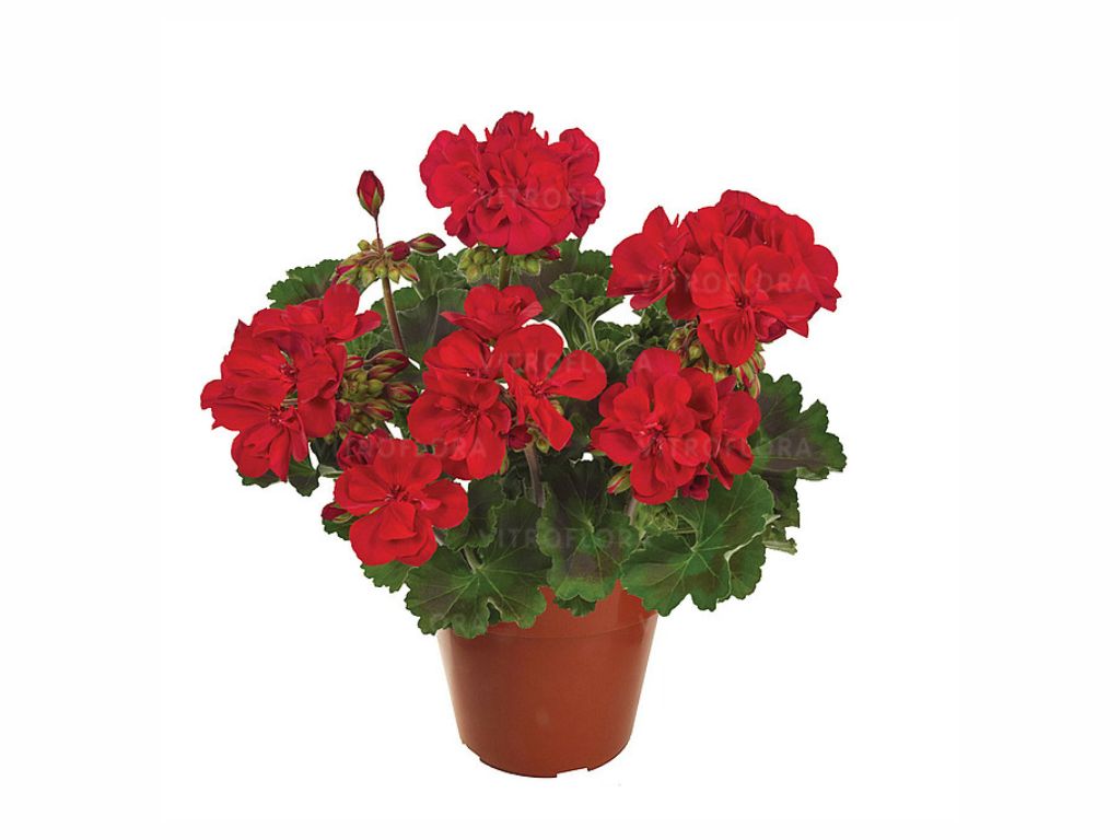 Letničky a balkónové kvety Muškát vzpriamený Trendix Dark Red