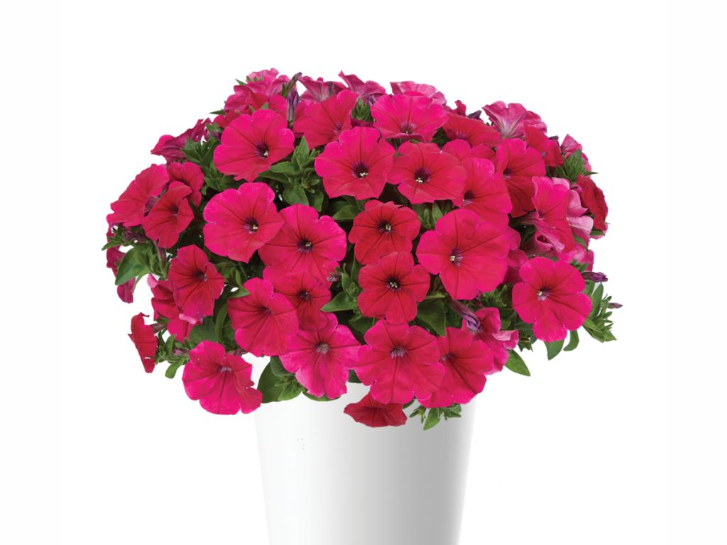 Letničky a balkónové kvety Petúnia 'Cascadias Fuchsia'