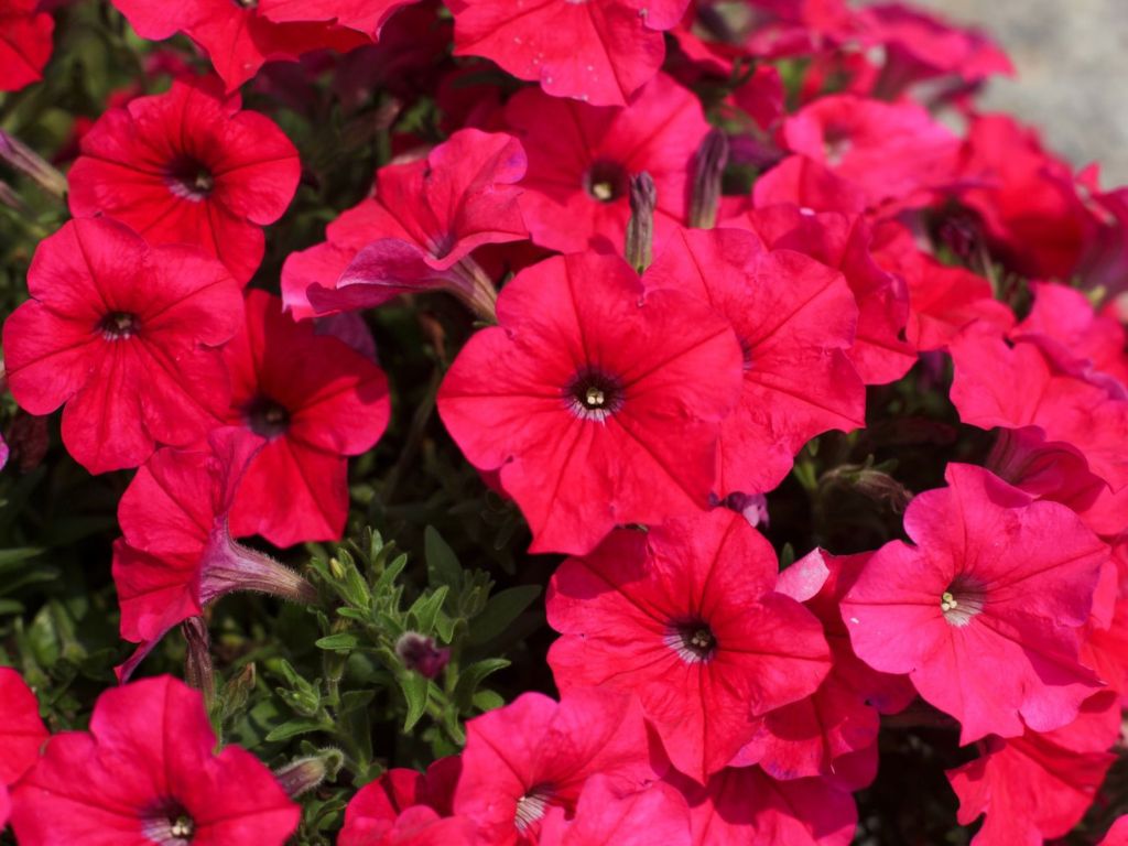Letničky a balkónové kvety Petúnia 'Cascadias Fuchsia'(2)