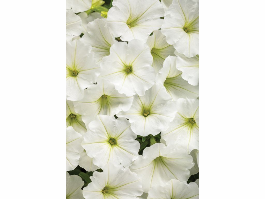 Letničky a balkónové kvety Petúnia Supertunia Vista Snow Drift(5)