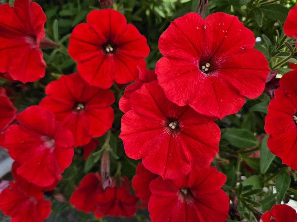Letničky a balkónové kvety Petúnia Supertunia Vista Strawberry(2)