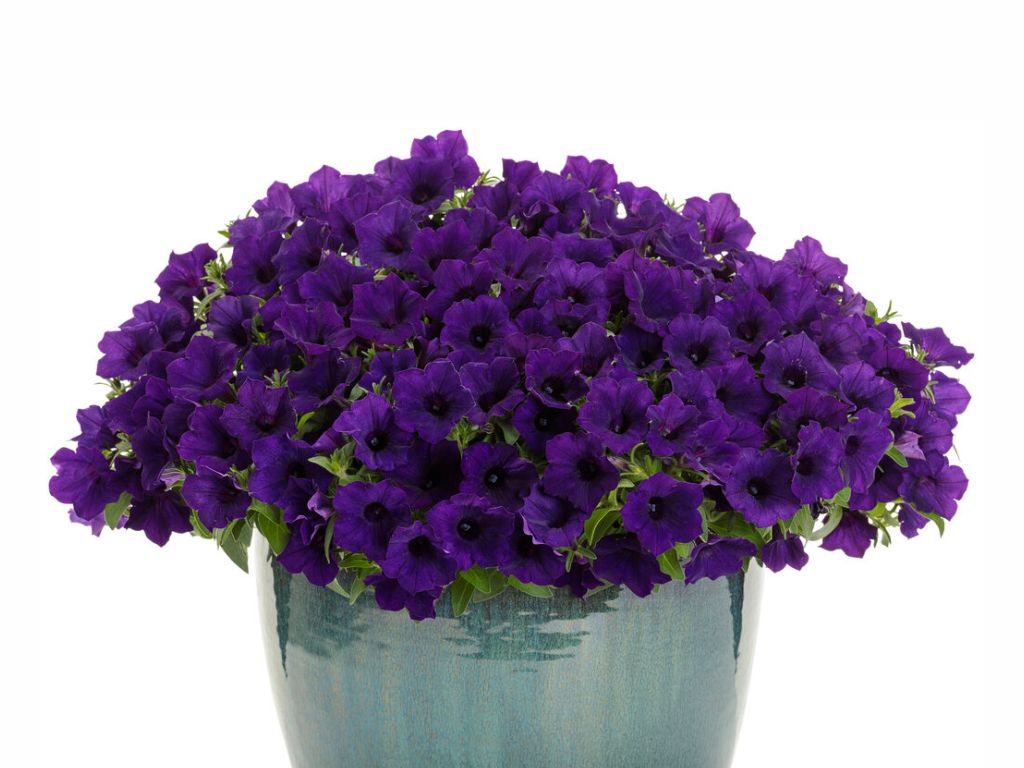 Letničky a balkónové kvety Petúnia Supertunia Vista Mini Vista Ultramarine