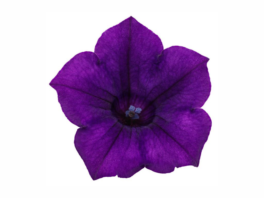 Letničky a balkónové kvety Petúnia Supertunia Vista Mini Vista Ultramarine(2)