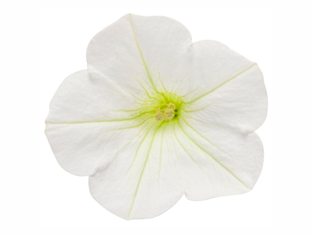 Letničky a balkónové kvety Petúnia Supertunia Vista Mini Vista White(2)