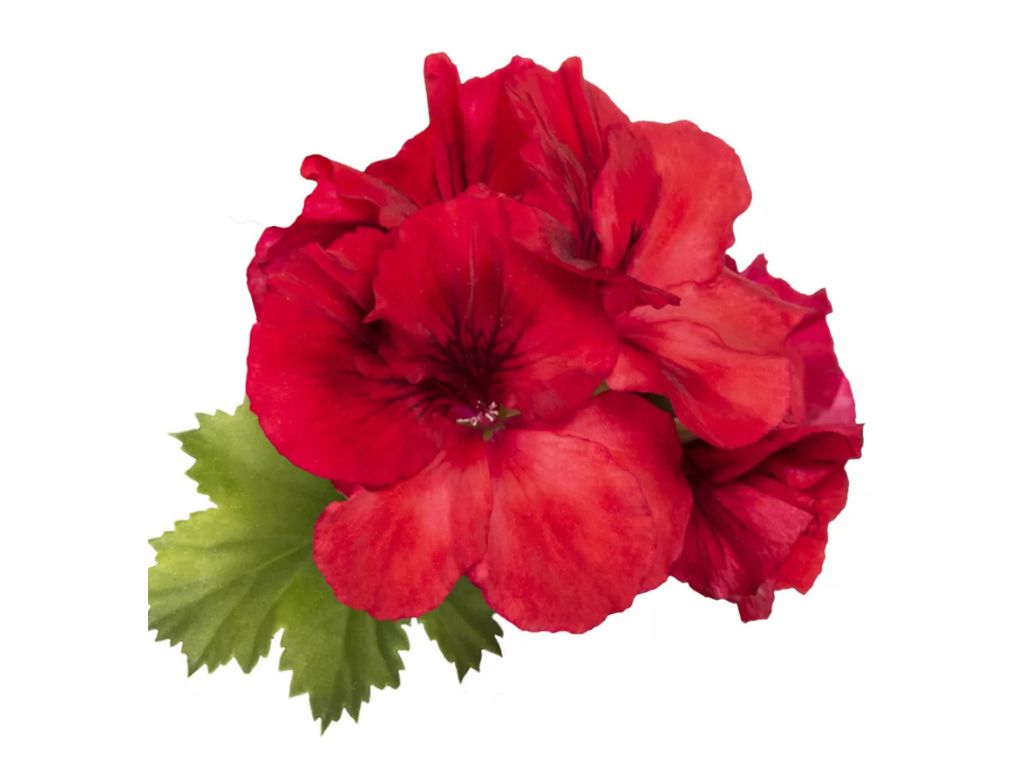 Letničky a balkónové kvety Muškát veľkokvetý Aristo Bright Red(1)